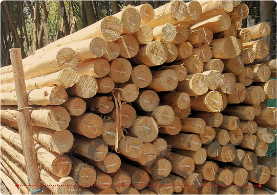 Descripción de la imagen 1